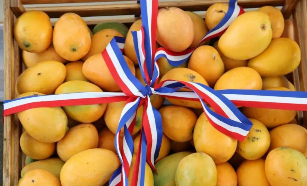 En este momento estás viendo RD busca exportar 32 millones de kilogramos de mango en 2024