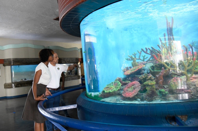 En este momento estás viendo El Acuario Nacional reabre sus puertas tras un año en remodelación