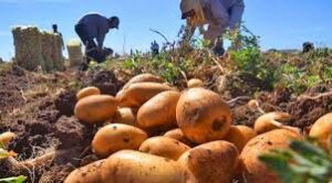 Lee más sobre el artículo Llega nueva plaga a RD, afecta papa, tomate, ajíes