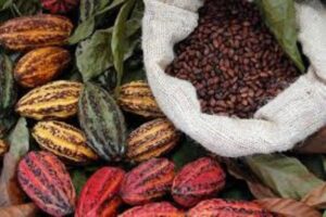 Lee más sobre el artículo «El nuevo petróleo agrícola: cacao dominicano impulsa economía rural y eleva reservas nacionales»