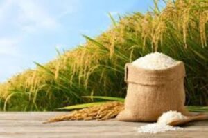 Lee más sobre el artículo Consumo de arroz cae en 800,000 quintales, pero productores niegan reducción