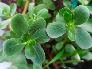 Lee más sobre el artículo Verdolaga: la hierba sencilla que renace como fuente de vida y bienestar