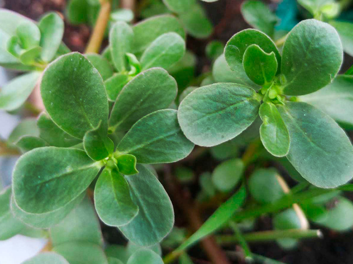 En este momento estás viendo Verdolaga: la hierba sencilla que renace como fuente de vida y bienestar