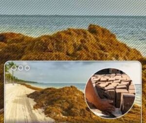 Lee más sobre el artículo Desde bloques de construcción hasta cuero vegano: las sorprendentes utilidades del sargazo