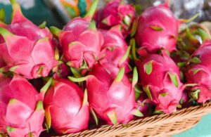 Lee más sobre el artículo Pitahaya dominicana gana terreno en Europa y espera acceso a mercado de EE.UU