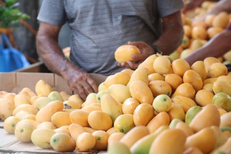 En este momento estás viendo Retiran del mercado de NY, NJ, CT y PA mangos por riesgo de salmonela